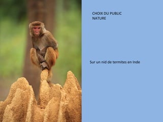 CHOIX DU PUBLIC
 NATURE




Sur un nid de termites en Inde
 