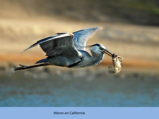 Héron en Californie
 