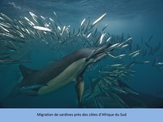 Migration de sardines près des côtes d’Afrique du Sud
 