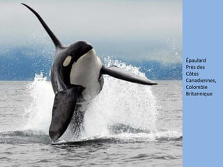 Épaulard Près des Côtes Canadiennes, Colombie Britannique 