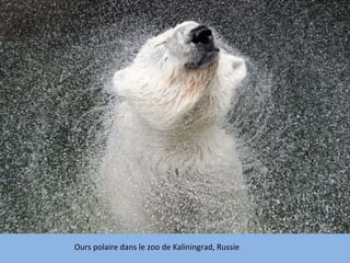 Ours polaire dans le zoo de Kaliningrad, Russie 