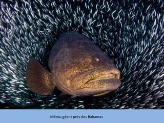 Mérou géant près des Bahamas 