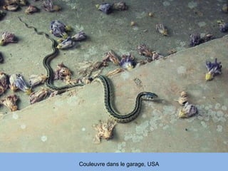 Couleuvre dans le garage, USA 