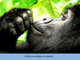 Gorille de montagne en Uganda 