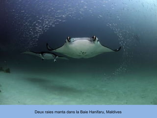 Deux raies manta dans la Baie Hanifaru, Maldives 