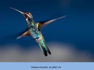 Oiseau-mouche  en plein vol 