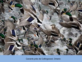 Canards près de Collingwood, Ontario 