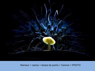 Noirceur + cactus + lampe de poche + Cannon = PHOTO 