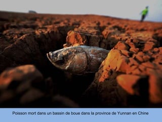 Poisson mort dans un bassin de boue dans la province de Yunnan en Chine 