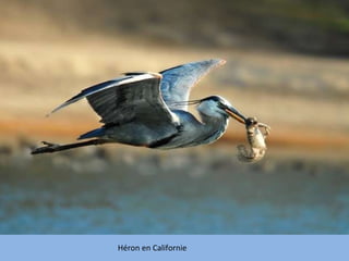 Héron en Californie 