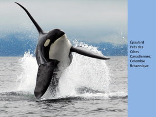 Épaulard
Près des
Côtes
Canadiennes,
Colombie
Britannique
 