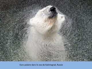 Ours polaire dans le zoo de Kaliningrad, Russie
 