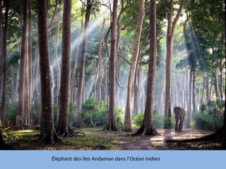 Éléphant des Iles Andaman dans l’Océan Indien
 