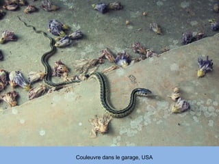 Couleuvre dans le garage, USA
 