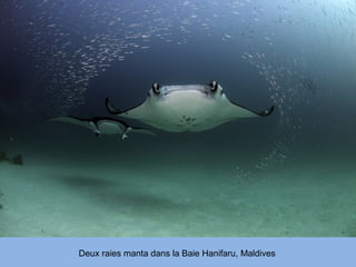 Deux raies manta dans la Baie Hanifaru, Maldives
 