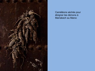 Caméléons séchés pour
éloigner les démons à
Marrakech au Maroc
 