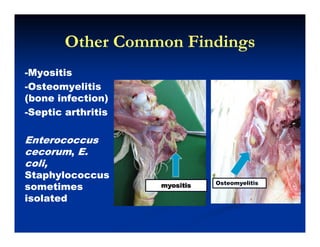 Other Common FindingsOther Common FindingsOther Common FindingsOther Common Findings
--MyositisMyositisyy
--OsteomyelitisOsteomyelitis
(bone infection)(bone infection)
--Septic arthritisSeptic arthritis
EnterococcusEnterococcusEnterococcusEnterococcus
cecorumcecorum,, E.E.
coli,coli,
StaphylococcusStaphylococcus
sometimessometimes
isolatedisolated
Osteomyelitis
isolatedisolated
 