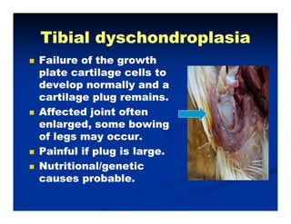 Tibial dyschondroplasiaTibial dyschondroplasiaTibial dyschondroplasiaTibial dyschondroplasia
Failure of the growthFailure of the growth
l t til ll tl t til ll tplate cartilage cells toplate cartilage cells to
develop normally and adevelop normally and a
cartilage plug remainscartilage plug remainscartilage plug remains.cartilage plug remains.
Affected joint oftenAffected joint often
enlarged, some bowingenlarged, some bowingenlarged, some bowingenlarged, some bowing
of legs may occur.of legs may occur.
Painful if plug is large.Painful if plug is large.Painful if plug is large.Painful if plug is large.
Nutritional/geneticNutritional/genetic
causes probable.causes probable.pp
 