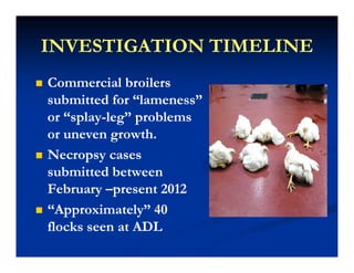 INVESTIGATION TIMELINEINVESTIGATION TIMELINEINVESTIGATION TIMELINEINVESTIGATION TIMELINE
Commercial broilersCommercial broilersCommercial broilersCommercial broilers
submitted for “lameness”submitted for “lameness”
or “splayor “splay--leg” problemsleg” problemsor splayor splay leg problemsleg problems
or uneven growth.or uneven growth.
Necropsy casesNecropsy casesNecropsy casesNecropsy cases
submitted betweensubmitted between
FebruaryFebruary present 2012present 2012FebruaryFebruary ––present 2012present 2012
“Approximately” 40“Approximately” 40
fl k ADLfl k ADLflocks seen at ADLflocks seen at ADL
 