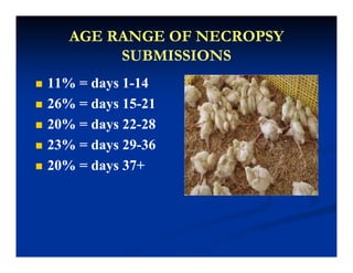 AGE RANGE OF NECROPSYAGE RANGE OF NECROPSY
SUBMISSIONSSUBMISSIONSSUBMISSIONSSUBMISSIONS
11% = days 111% = days 1--141411% days 111% days 1--1414
26% = days 1526% = days 15--2121
20% 2220% 22 282820% = days 2220% = days 22--2828
23% = days 2923% = days 29--3636
20% = days 37+20% = days 37+
 