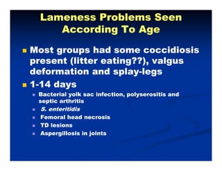 Lameness Problems SeenLameness Problems Seen
According To AgeAccording To AgeAccording To AgeAccording To Age
Most groups had some coccidiosisMost groups had some coccidiosisg pg p
present (litter eating??), valguspresent (litter eating??), valgus
deformation and splaydeformation and splay--legslegsp yp y gg
11--14 days14 days
Bacterial yolk sac infection, polyserositis andBacterial yolk sac infection, polyserositis andacte a yo sac ect o , po yse os t s a dacte a yo sac ect o , po yse os t s a d
septic arthritisseptic arthritis
S. enteritidisS. enteritidis
Femoral head necrosisFemoral head necrosisFemoral head necrosisFemoral head necrosis
TD lesionsTD lesions
Aspergillosis in jointsAspergillosis in joints
 