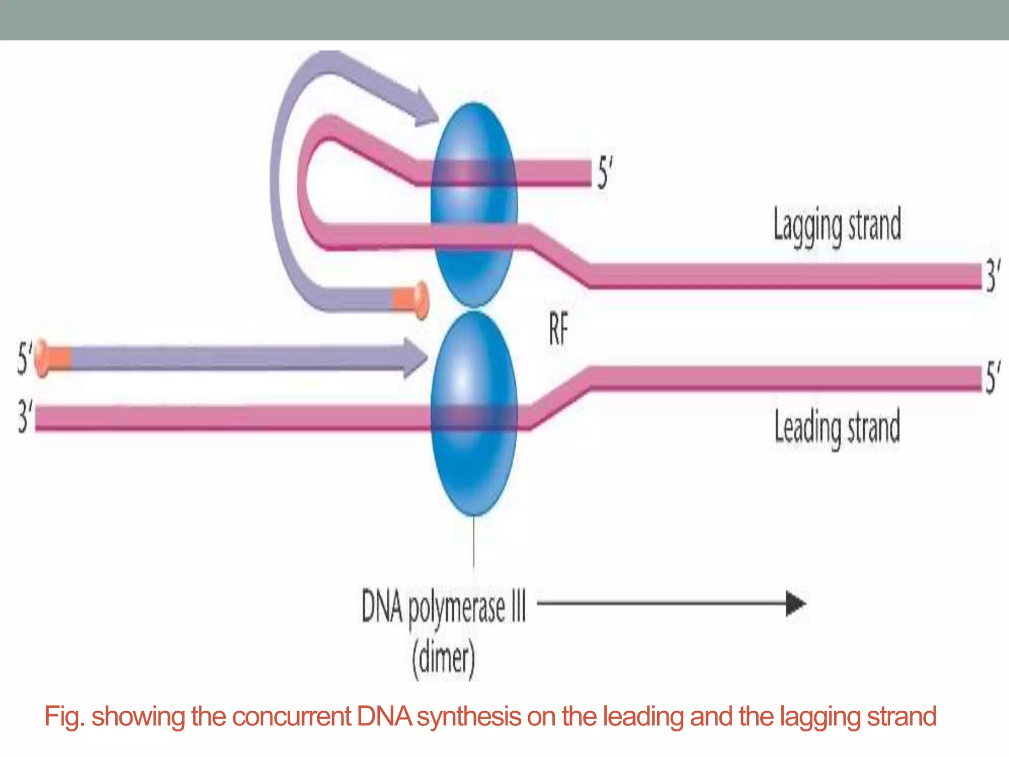 Fig. showing the concurrent DNAsynthesis on the leading and the lagging strand