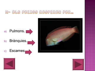 a)

Pulmons.

b)

Brànquies.

c)

Escames.

 