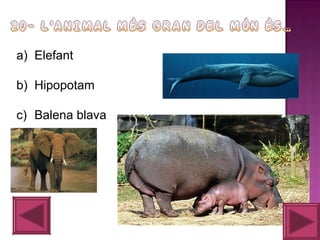 a) Elefant
b) Hipopotam
c) Balena blava

 