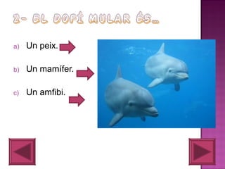 a)

Un peix.

b)

Un mamífer.

c)

Un amfibi.

 