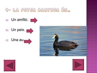 a)

Un amfibi.

b)

Un peix.

c)

Una au.

 