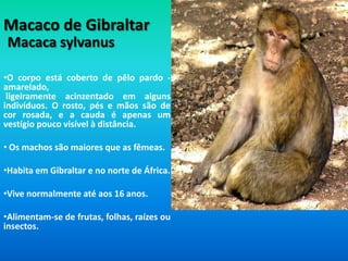 Alimenta-se de vegetais, rebentos, folhas, frutos etc.ChimpanzéPantroglodytesNormalmente no Chimpanzé nasce 1 cria.