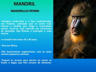 Os Chimpanzés  habitam nas florestas.