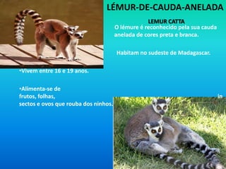 Alimenta-se de frutas, folhas, plantas, nozes, bagas, insectos, mel, ovos… Macaco – EsquiloSaimiriSciureusTem a pelagem curta e densa, a cauda é preênsil (durante o repouso é enrolada sobre os ombros), têm unhas em vez de garras e, as patas apresentam pelagem em tons amarelos.