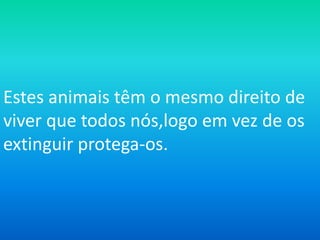 Macaco Esquilo habita nas  Florestas húmidas da América do Sul