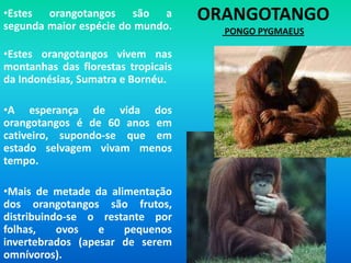 Orangotango Pongo pygmaeus Estes orangotangos são a segunda maior espécie do mundo.