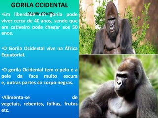 Estes orangotangos vivem nas montanhas das florestas tropicais da Indonésias, Sumatra e Bornéu.