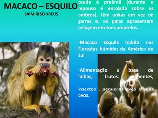 Mais de metade da alimentação dos orangotangos são frutos, distribuindo-se o restante por folhas, ovos e pequenos invertebrados (apesar de serem omnívoros).Gorila OcidentalGorillaGorillaEm liberdade um gorila pode viver cerca de 40 anos, sendo que em cativeiro pode chegar aos 50 anos.