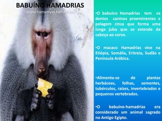 O Gorila Ocidental vive na África Equatorial.