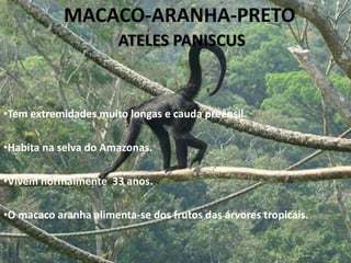 O gorila Ocidental tem o pelo e a pele da face muito escura e, outras partes do corpo negras. 