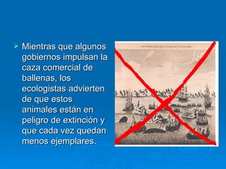 Mientras que algunos gobiernos impulsan la caza comercial de ballenas, los ecologistas advierten de que estos animales están en peligro de extinción y que cada vez quedan menos ejemplares. 