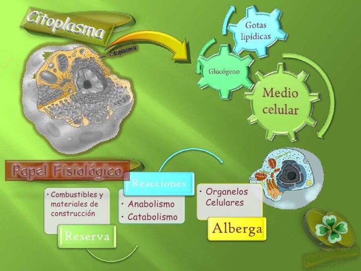 Biología celular Metabolismo Celular