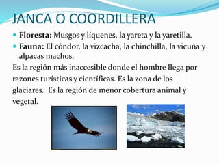 JANCA O COORDILLERA
 Floresta: Musgos y líquenes, la yareta y la yaretilla.
 Fauna: El cóndor, la vizcacha, la chinchilla, la vicuña y
alpacas machos.
Es la región más inaccesible donde el hombre llega por
razones turísticas y científicas. Es la zona de los
glaciares. Es la región de menor cobertura animal y
vegetal.
 