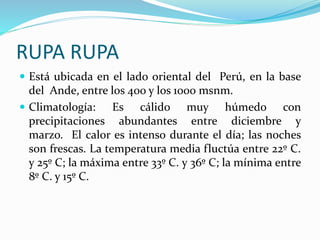 RUPA RUPA
 Está ubicada en el lado oriental del Perú, en la base
del Ande, entre los 400 y los 1000 msnm.
 Climatología: Es cálido muy húmedo con
precipitaciones abundantes entre diciembre y
marzo. El calor es intenso durante el día; las noches
son frescas. La temperatura media fluctúa entre 22º C.
y 25º C; la máxima entre 33º C. y 36º C; la mínima entre
8º C. y 15º C.
 
