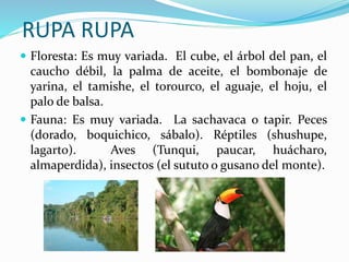 RUPA RUPA
 Floresta: Es muy variada. El cube, el árbol del pan, el
caucho débil, la palma de aceite, el bombonaje de
yarina, el tamishe, el torourco, el aguaje, el hoju, el
palo de balsa.
 Fauna: Es muy variada. La sachavaca o tapir. Peces
(dorado, boquichico, sábalo). Réptiles (shushupe,
lagarto). Aves (Tunqui, paucar, huácharo,
almaperdida), insectos (el sututo o gusano del monte).
 