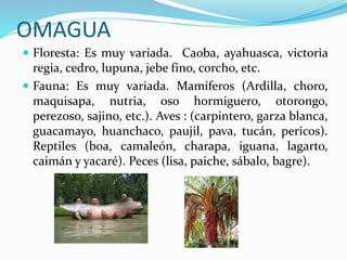 OMAGUA
 Floresta: Es muy variada. Caoba, ayahuasca, victoria
regia, cedro, lupuna, jebe fino, corcho, etc.
 Fauna: Es muy variada. Mamíferos (Ardilla, choro,
maquisapa, nutria, oso hormiguero, otorongo,
perezoso, sajino, etc.). Aves : (carpintero, garza blanca,
guacamayo, huanchaco, paujil, pava, tucán, pericos).
Reptiles (boa, camaleón, charapa, iguana, lagarto,
caimán y yacaré). Peces (lisa, paiche, sábalo, bagre).
 