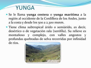 YUNGA
 Se le llama yunga costera o yunga marítima a la
región al occidente de la Cordillera de los Andes, junto
a la costa y desde los 500 a 2,300 msnm.
 Tiene clima subtropical árido o semiárido, es decir,
desértico o de vegetación rala (xerófila). Su relieve es
montañoso y complejo, con valles angostos y
profundas quebradas de selva recorridas por infinidad
de ríos.
 