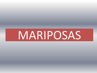 MARIPOSAS

 