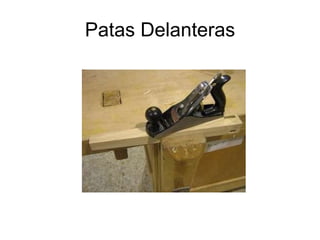 Patas Delanteras 