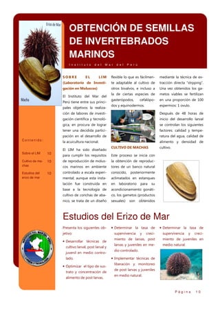OBTENCIÓN DE SEMILLAS
DE INVERTEBRADOS
MARINOS
I n s t i t u t o

SOBRE

d e l

EL

M a r

d e l

P e r ú

LIM

flexible lo que es fácilmen-

mediante la técnica de ex-

(Laboratorio de Investi-

te adaptable al cultivo de

tracción directa “strpping”.

gación en Moluscos)

otros bivalvos, e incluso a

Una vez obtenidos los ga-

la de ciertas especies de

metos viables se fertilizan

gasterópodos,

en una proporción de 100

El Instituto del Mar del
Perú tiene entre sus principales objetivos la realiza-

cefalópo-

espermios: 1 ovulo.

dos y equinodermos.

ción de labores de investigación científica y tecnoló-

10

Estudios del
erizo de mar

10

ratura del agua, calidad de

la acuicultura nacional.

Cultivo de machas

factores: calidad y tempe-

pación en el desarrollo de

10

se controlan los siguientes

tener una decidida partici-

Sobre el LIM

inicio del desarrollo larval

gica, en procura de lograr

Contenido:

Después de 48 horas de

alimento y densidad de

El LIM ha sido diseñado

CULTIVO DE MACHAS

cultivo.

para cumplir los requisitos

Este proceso se inicia con

de reproducción de molus-

la obtención de reproduc-

cos marinos en ambiente

tores de un banco natural

controlado a escala experi-

conocido,

mental; aunque esta insta-

aclimatados en estanques

lación fue construida en

en

base a la tecnología de

acondicionamiento gonáti-

cultivo de conchas de aba-

co, los gametos (productos

nico, se trata de un diseño

sexuales)

posteriormente

laboratorio

son

para

su

obtenidos

Estudios del Erizo de Mar
Presenta los siguientes objetivo:

• Desarrollar técnicas de
cultivo larval, post larval y
juvenil en medio controlado.

• Optimizar el tipo de sustrato y concentración de
alimento de post larvas.

• Determinar la tasa de
supervivencia

y

creci-

• Determinar la tasa de
supervivencia

y

creci-

miento de larvas, post

miento de juveniles en

larvas y juveniles en me-

medio natural.

dio controlado.

• Implementar técnicas de
liberación y monitoreo
de post larvas y juveniles
en medio natural.

Página

10

 