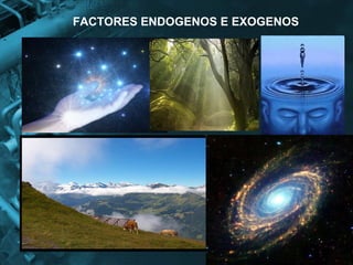 FACTORES ENDOGENOS E EXOGENOS 